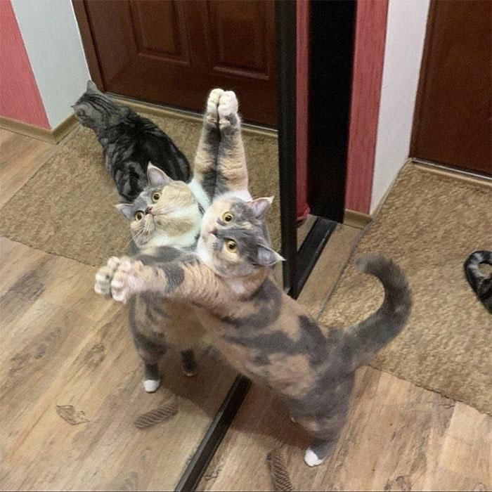 reddit.com/Awwcatsdotcom