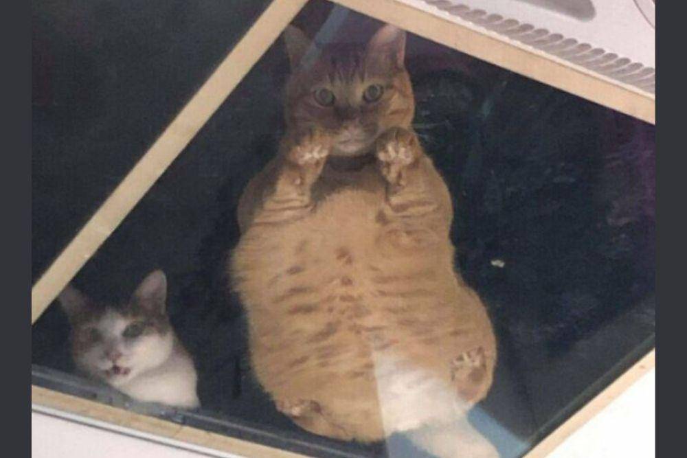 reddit.com/Awwcatsdotcom
