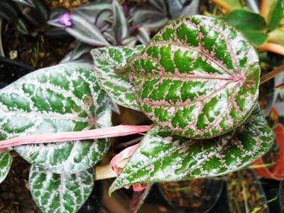 bali-green.blogspot.com