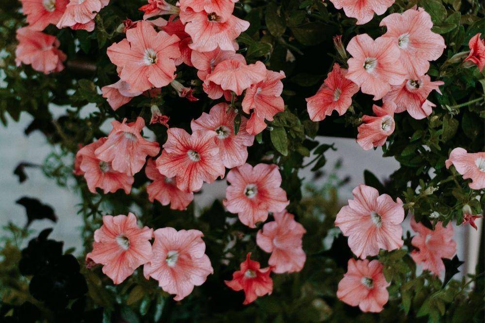 pexels.com/Irina-Iriser