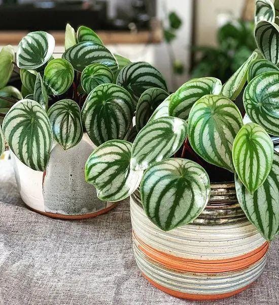 balconygardenweb.com