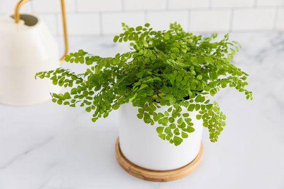 thespruce.com