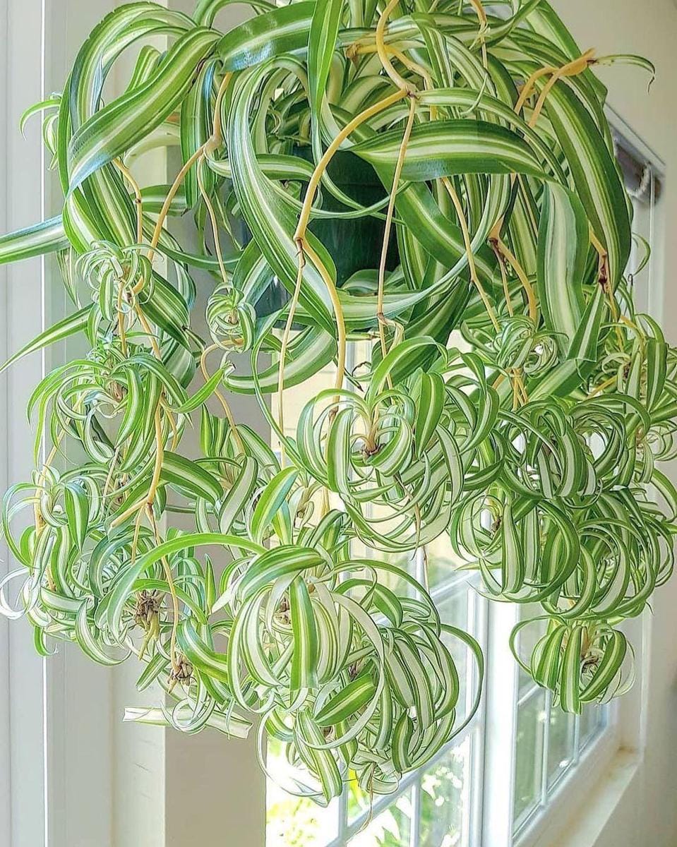 instagram.com/indoorplants_decor