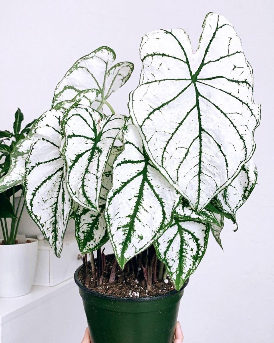 instagram.com/plantsythings