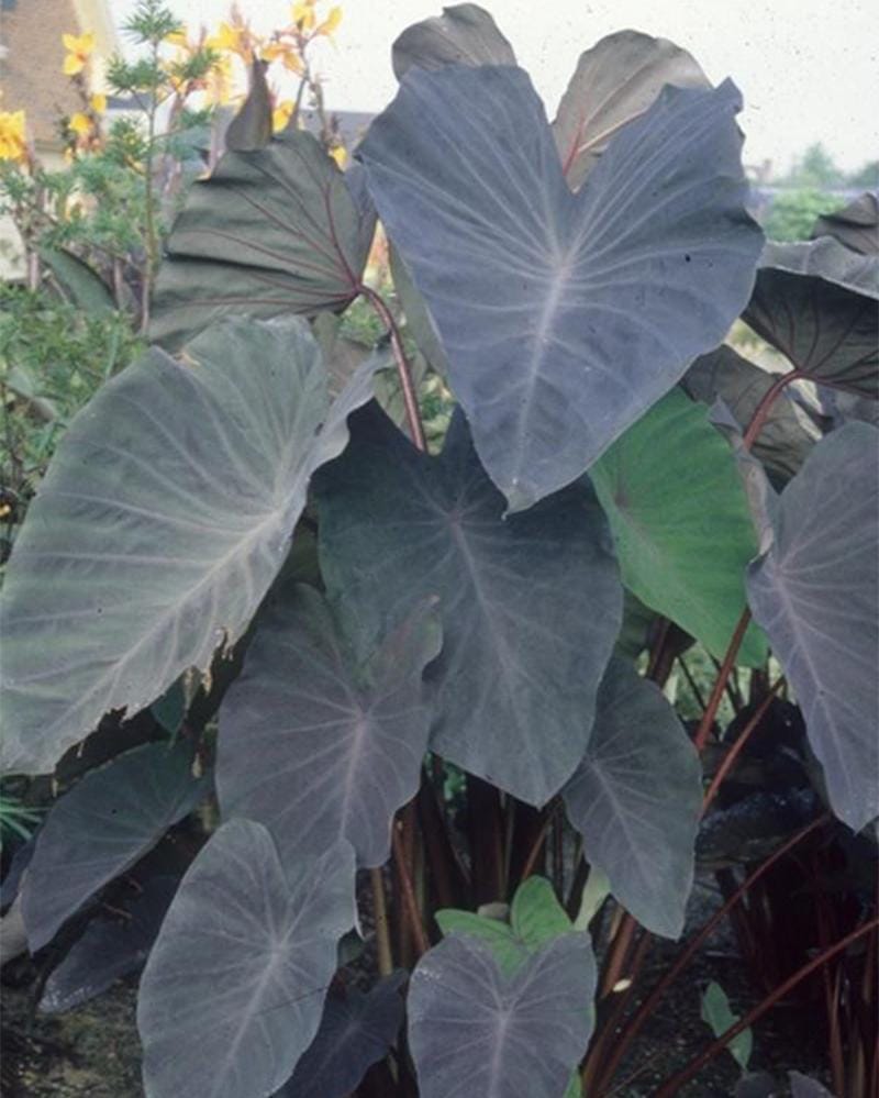 plantdelights.com