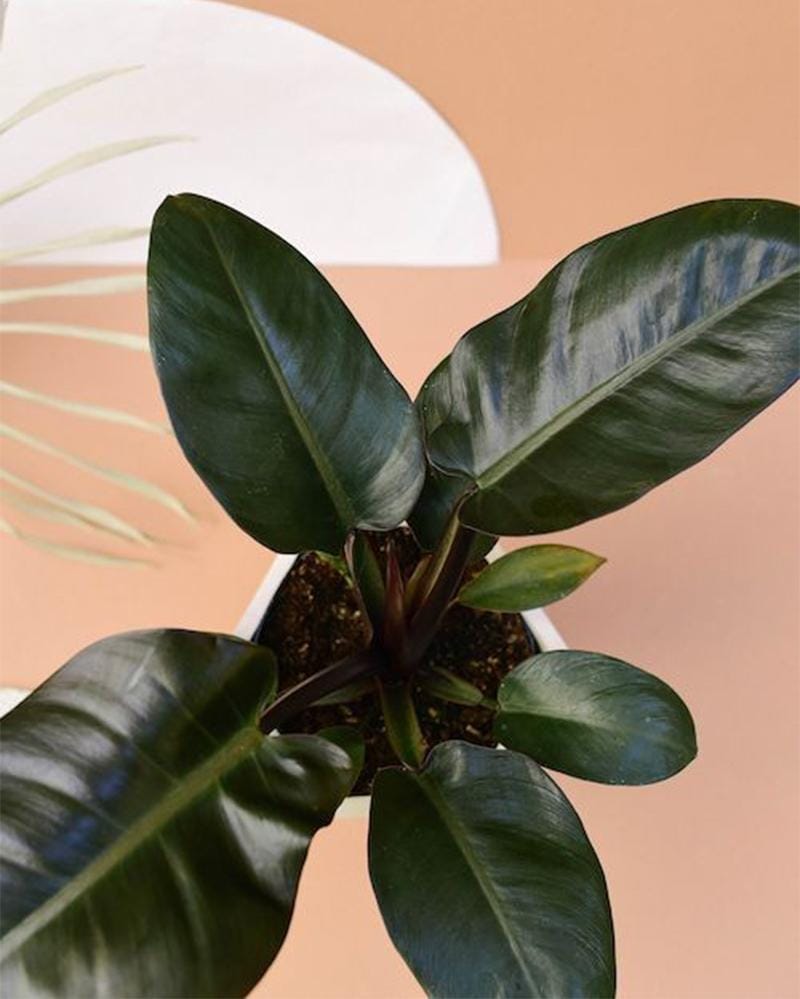 plantcircle.co