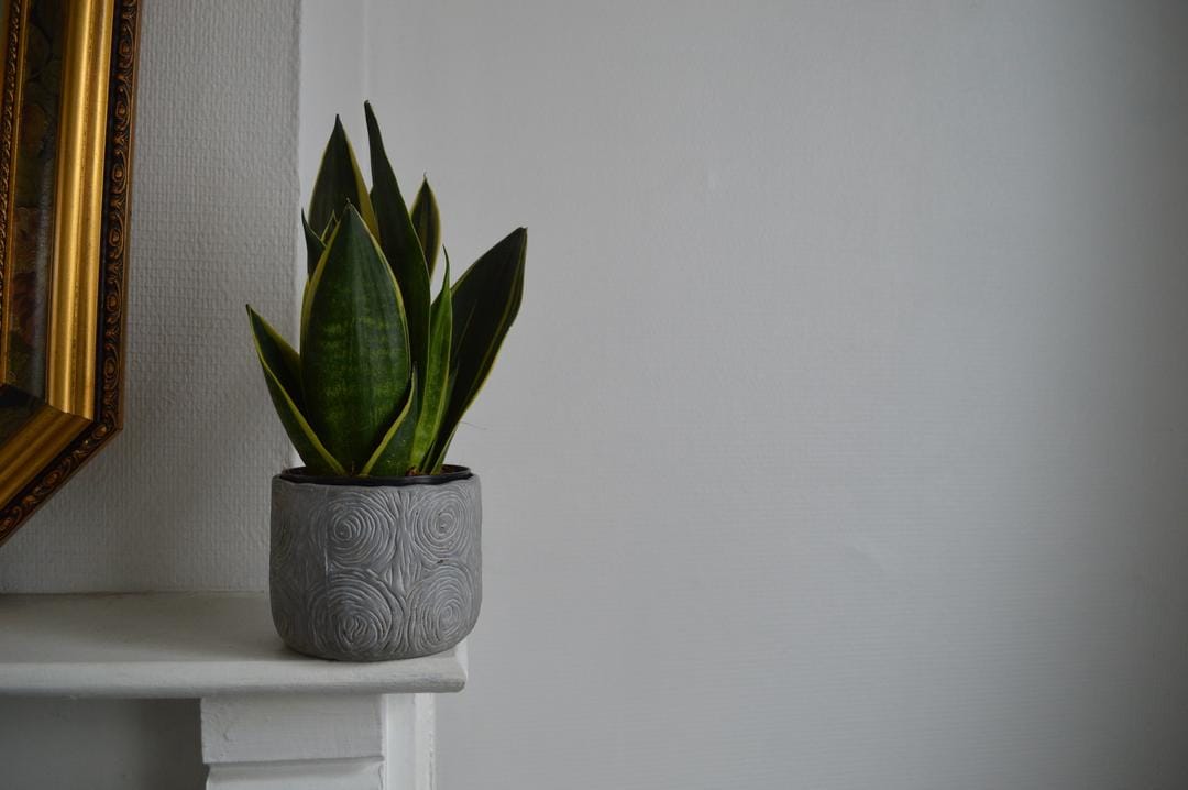 Unsplash.com/Noyo Plantes