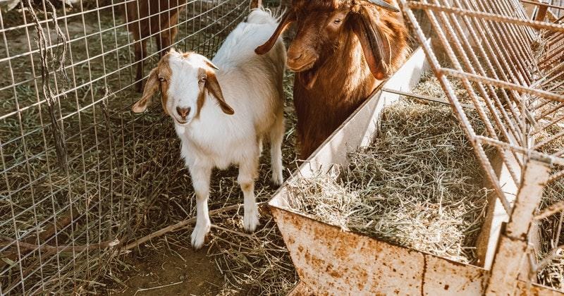 Pexels.com/Roman Odintsov