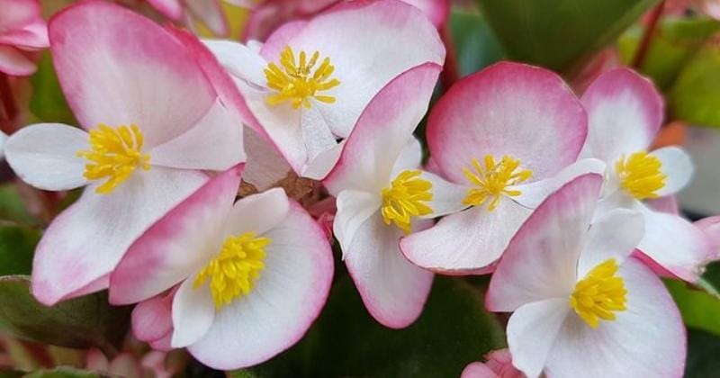 Pixabay.com/monikasmigielska