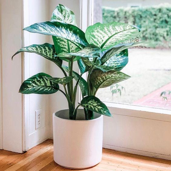 9plant.com