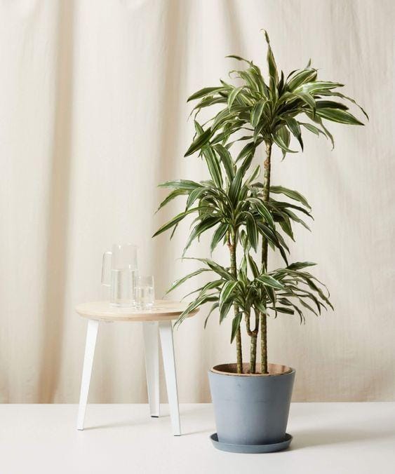 bloomscape.com