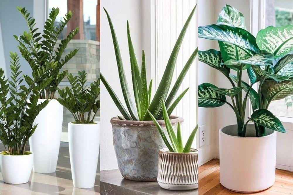 Cantik dan Nggak Bikin Repot, Ini 9 Jenis Tanaman Hias untuk Pemula