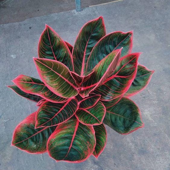 instagram.com/alie_aglaonema