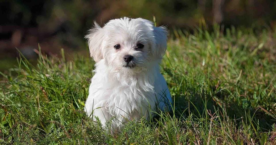 Pixabay.com/Pezibear