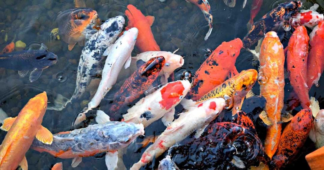 Pixabay.com/Dearly Reloved