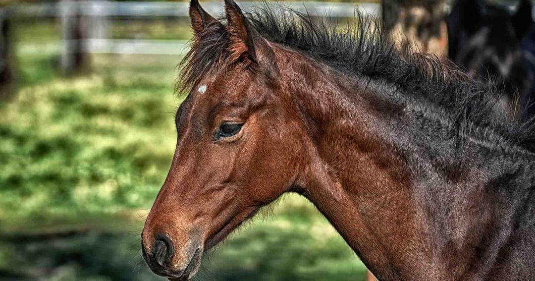 Pixabay.com/Alexas_Fotos