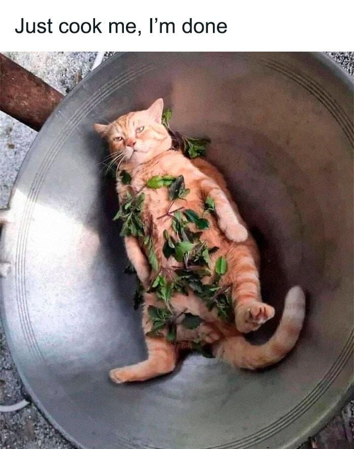 instagram.com/brokencattos