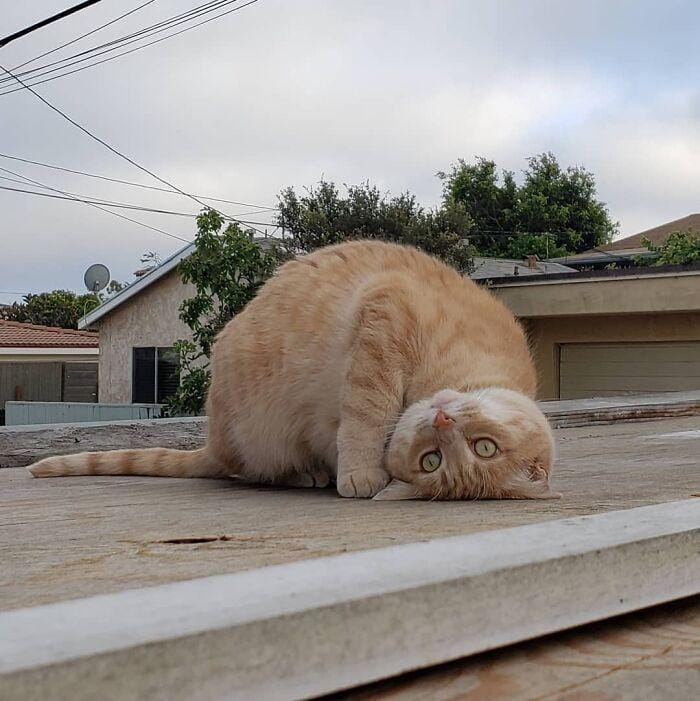 instagram.com/pearly.and.ollie