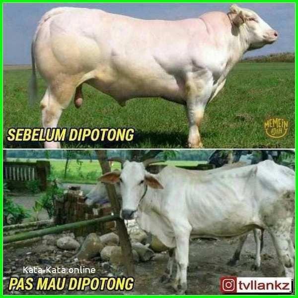 Instagram.com/tvllankz