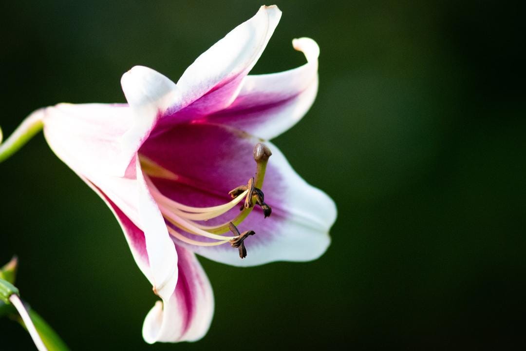 Unsplash.com/Bruce Kee