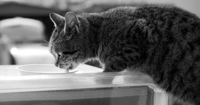 Pexels.com/Mircea Iancu