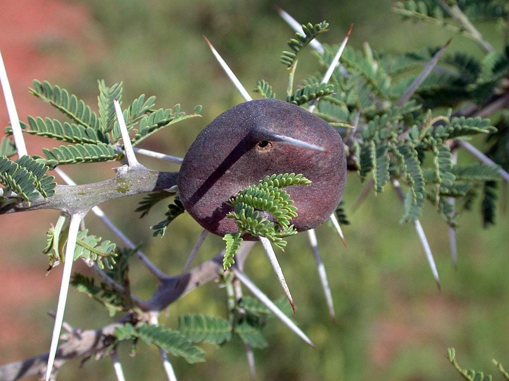 commons.wikimedia.org