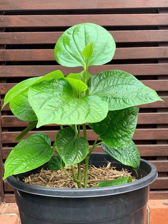 thegourmanticgarden.com
