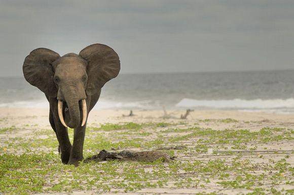 Africas-eden.com