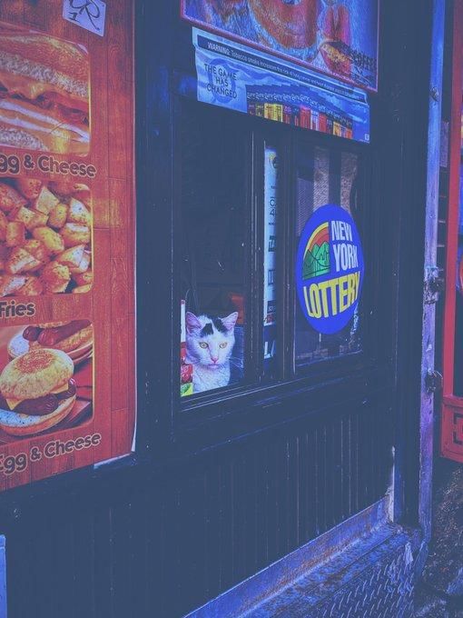 twitter.com/SAINTJAMESFORZA