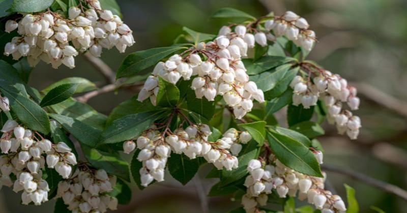 Gardeningknowhow.com