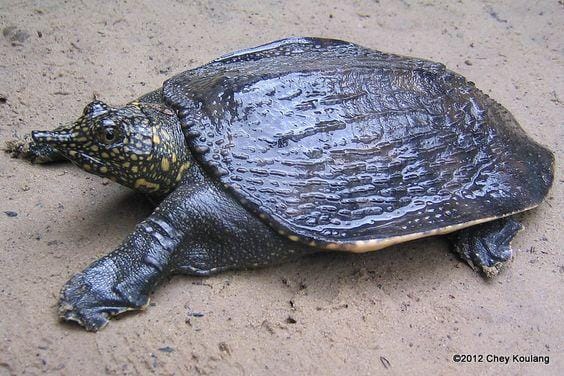 bangkokherps.wordpress.com