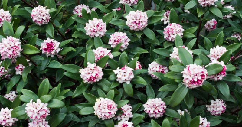 Gardenclinic.com.au
