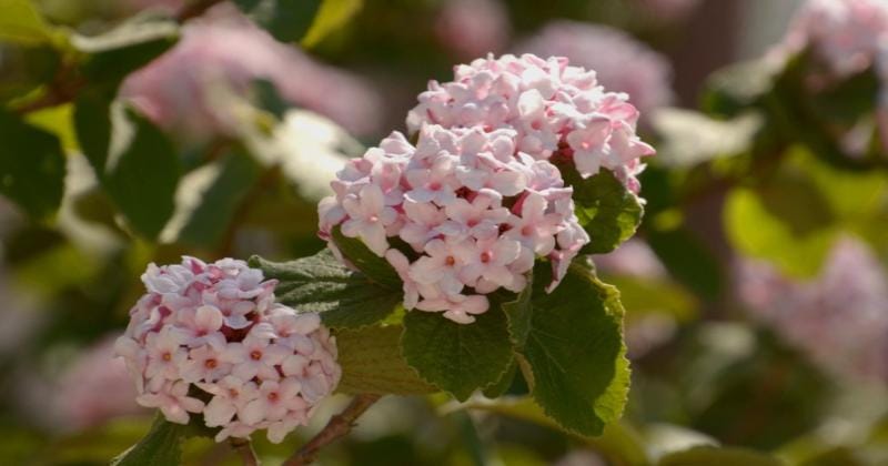 Gardeningknowhow.com