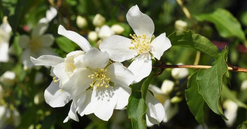 Gardenerspath.com