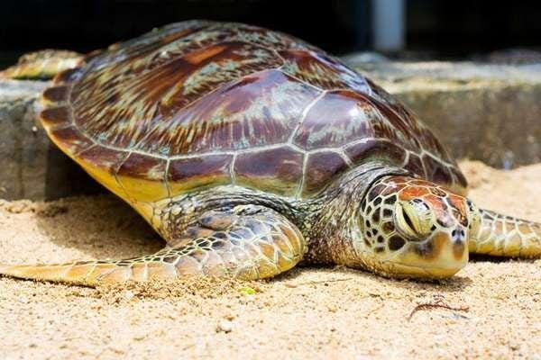 Gotravelindonesia.com