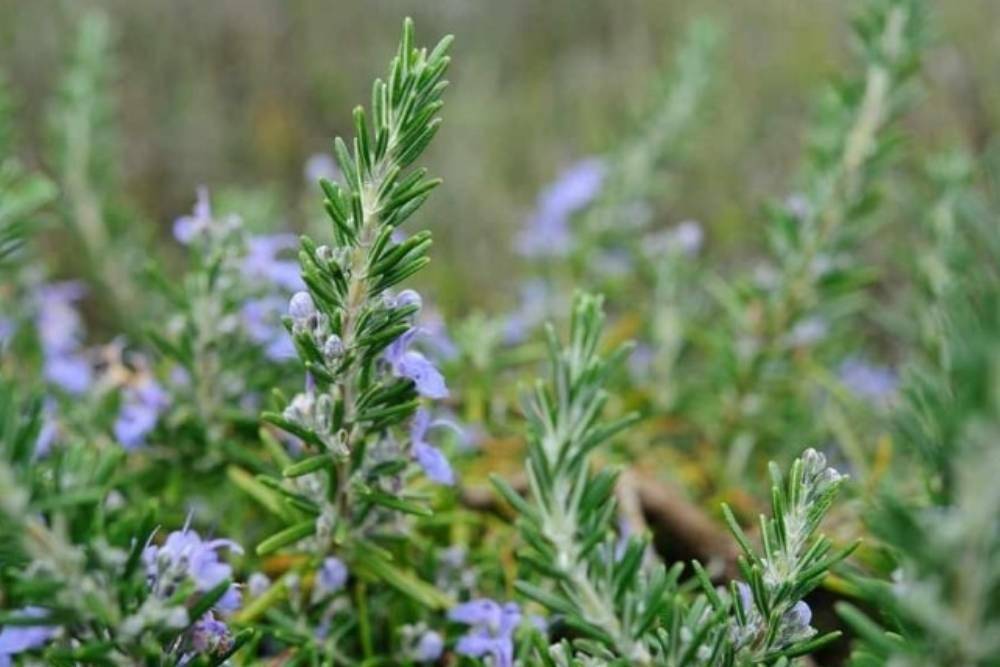 FaunaDanFlora.com