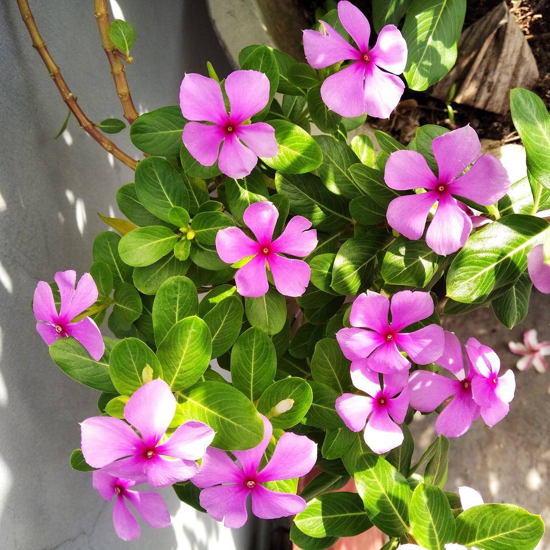 https://pixabay.com/