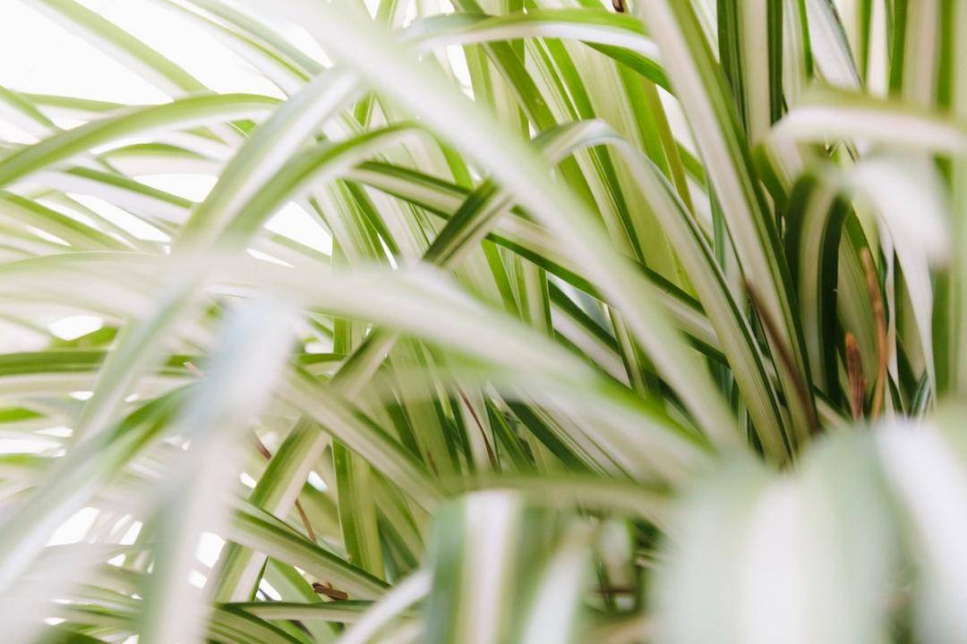 https://unsplash.com/@agalberto