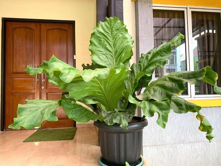 rumah123.com