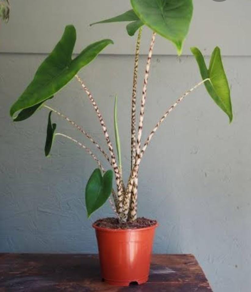 Floradirgantara.site