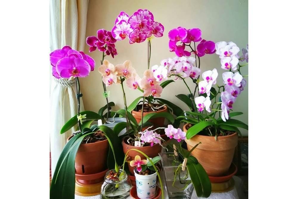 Ringtimes Banyuwangi