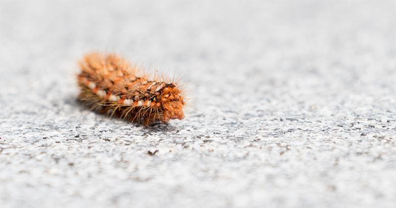 Unsplash.com/Tobias Verstappen