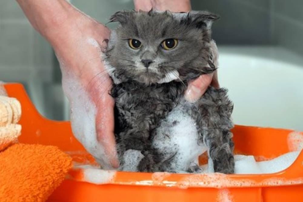 Shutterstock.com/Irina Kozorog