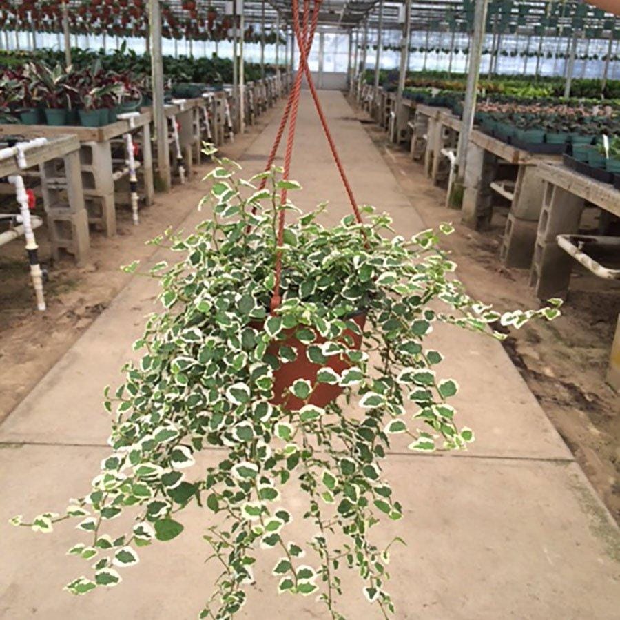 Eastcoasttropicals.com