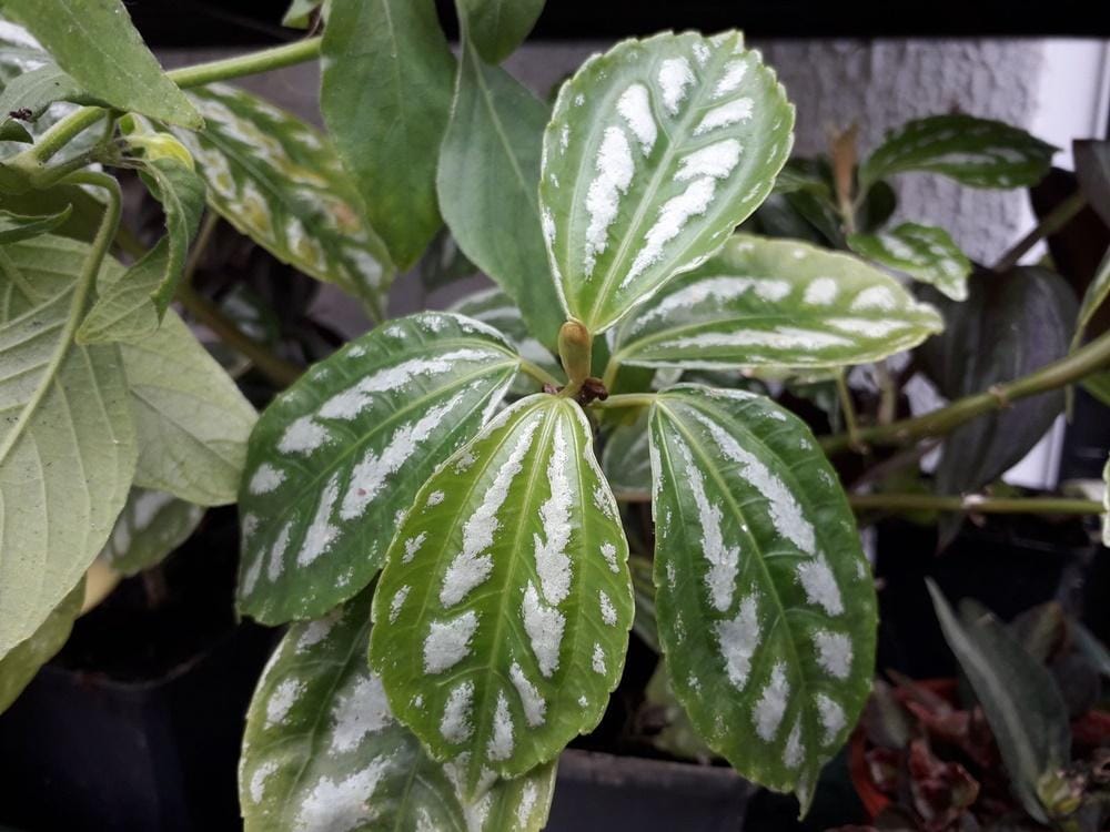 Plantsoftheworldonline.org