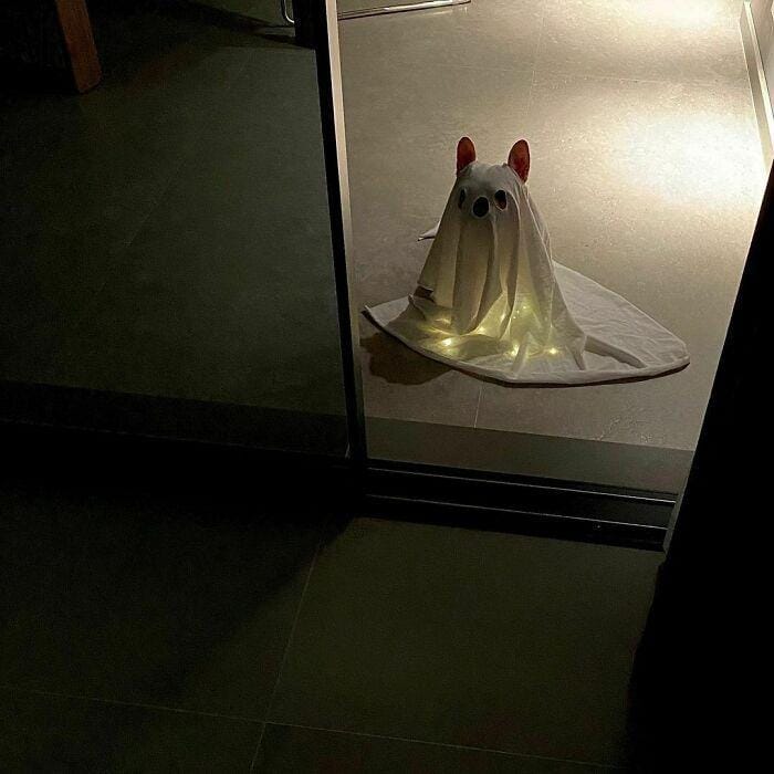 instagram.com/frenchbulldog.wuwan