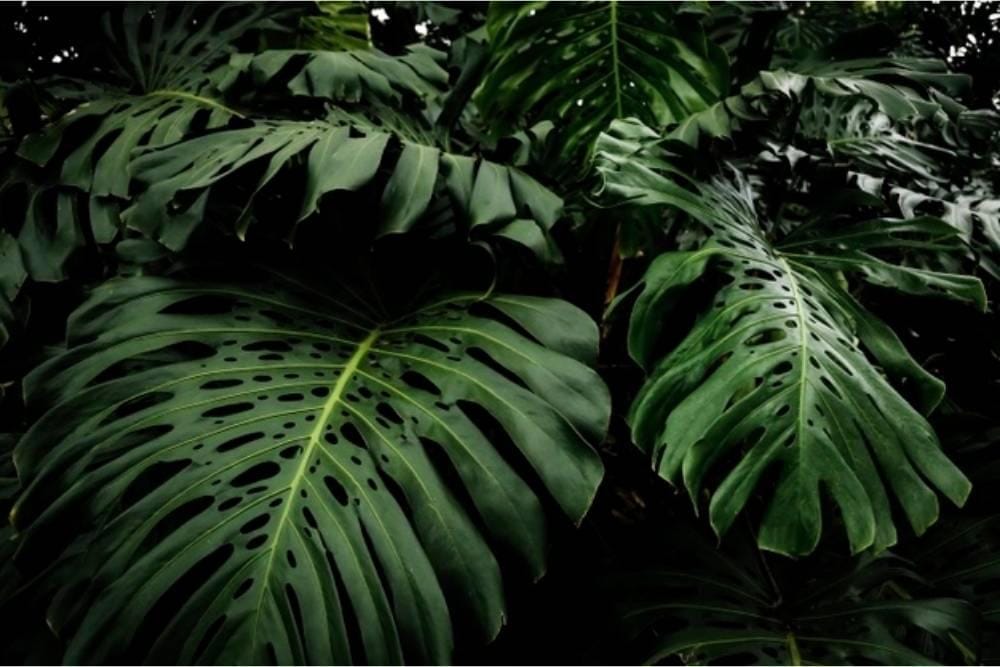 7 Jenis Philodendron Buat Pencinta Tanaman Hias, Mulai dari Rp50 ribu