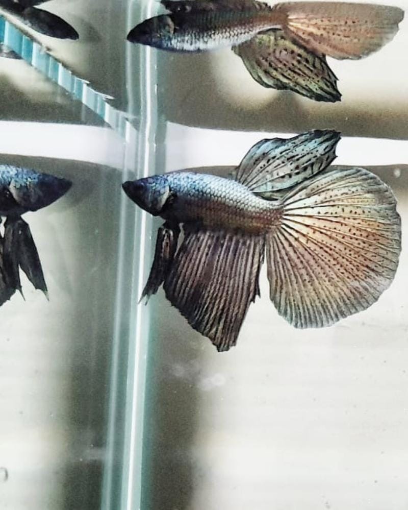 Instagram.com/Bxttashxrmps