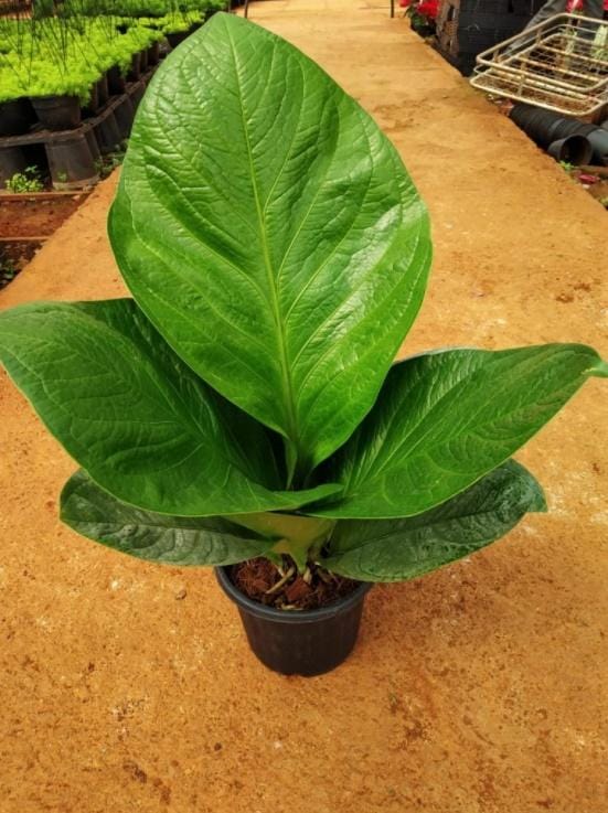 Nurserybuy.com