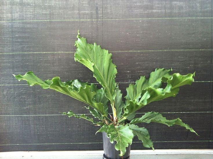 Pinterest.com/PlantVine